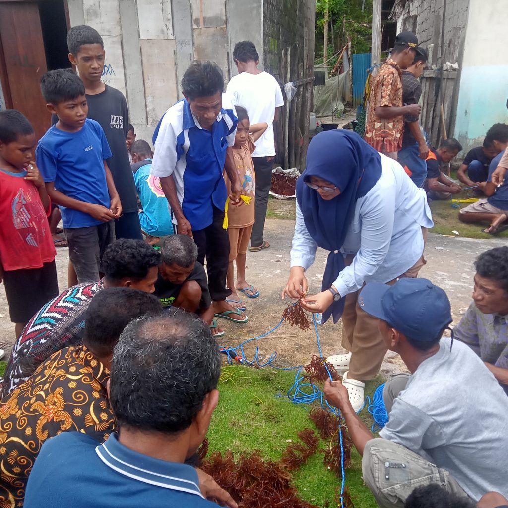 Pelatihan Budidaya Rumput Laut
